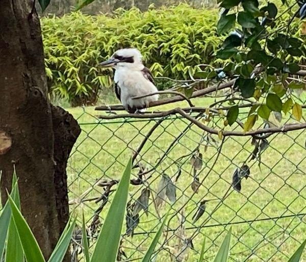 Kookaburra perched on a branch beside the centre