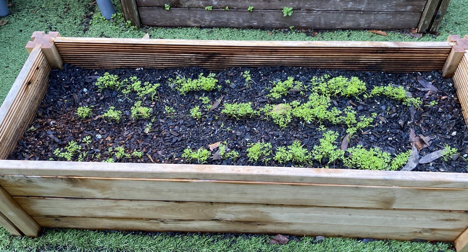 Rows of new seedlings pushing up in the garden bed