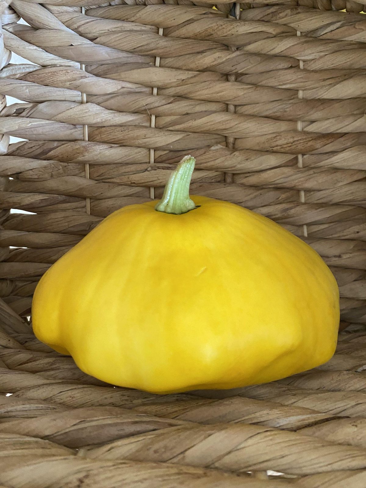 Yellow squash harvested from the garden
