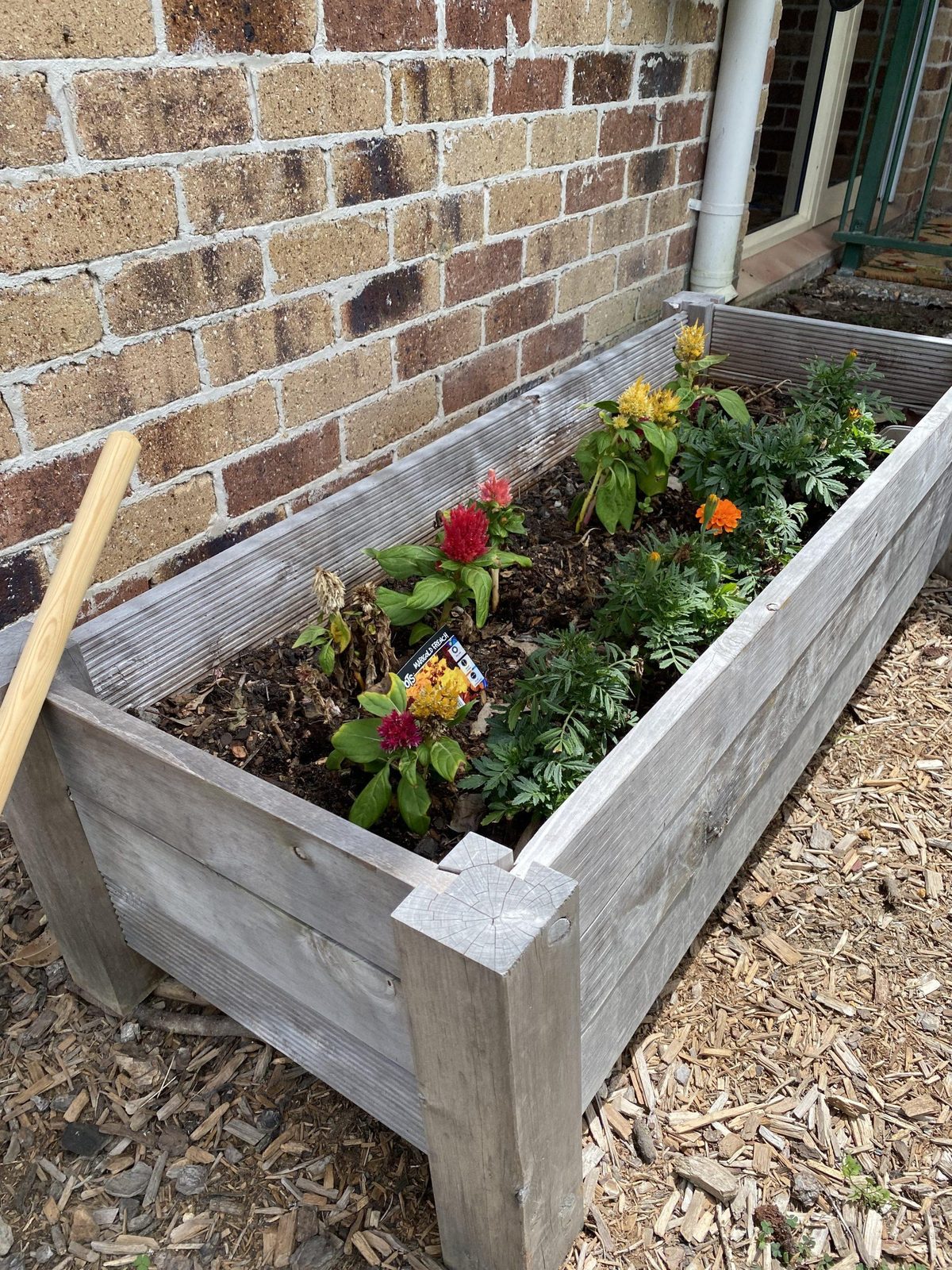 Raised vegetable beds planted with seedlings and herbs