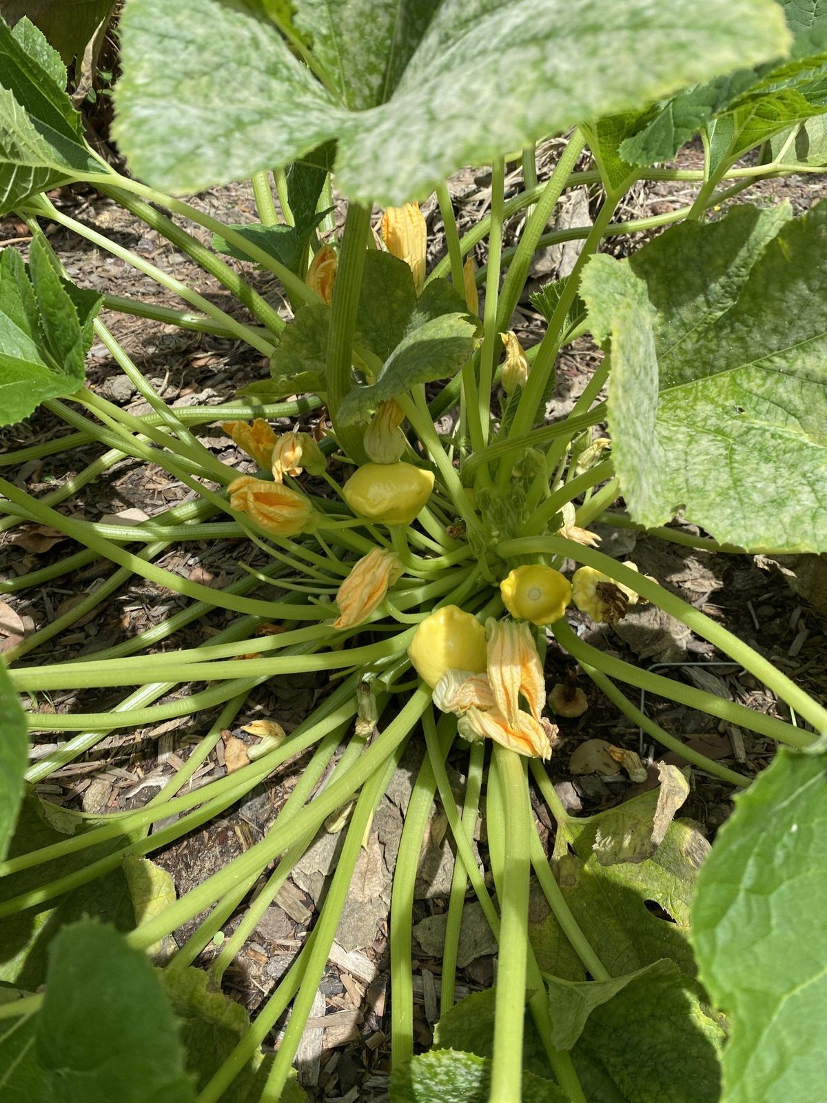 Pumpkin plant growing in the kitchen garden