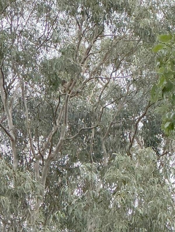 Gum trees in the bushland reserve behind the centre
