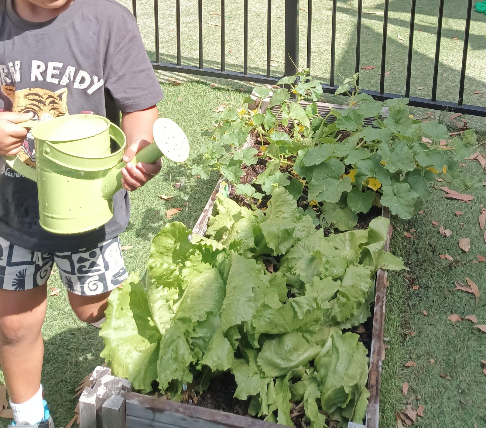 Watering the vegetable garden with a green can