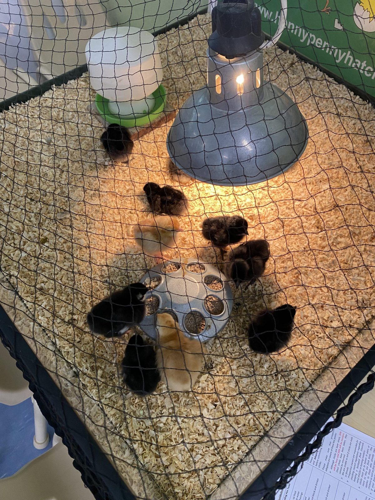 Chicks hatched and cared for by the children