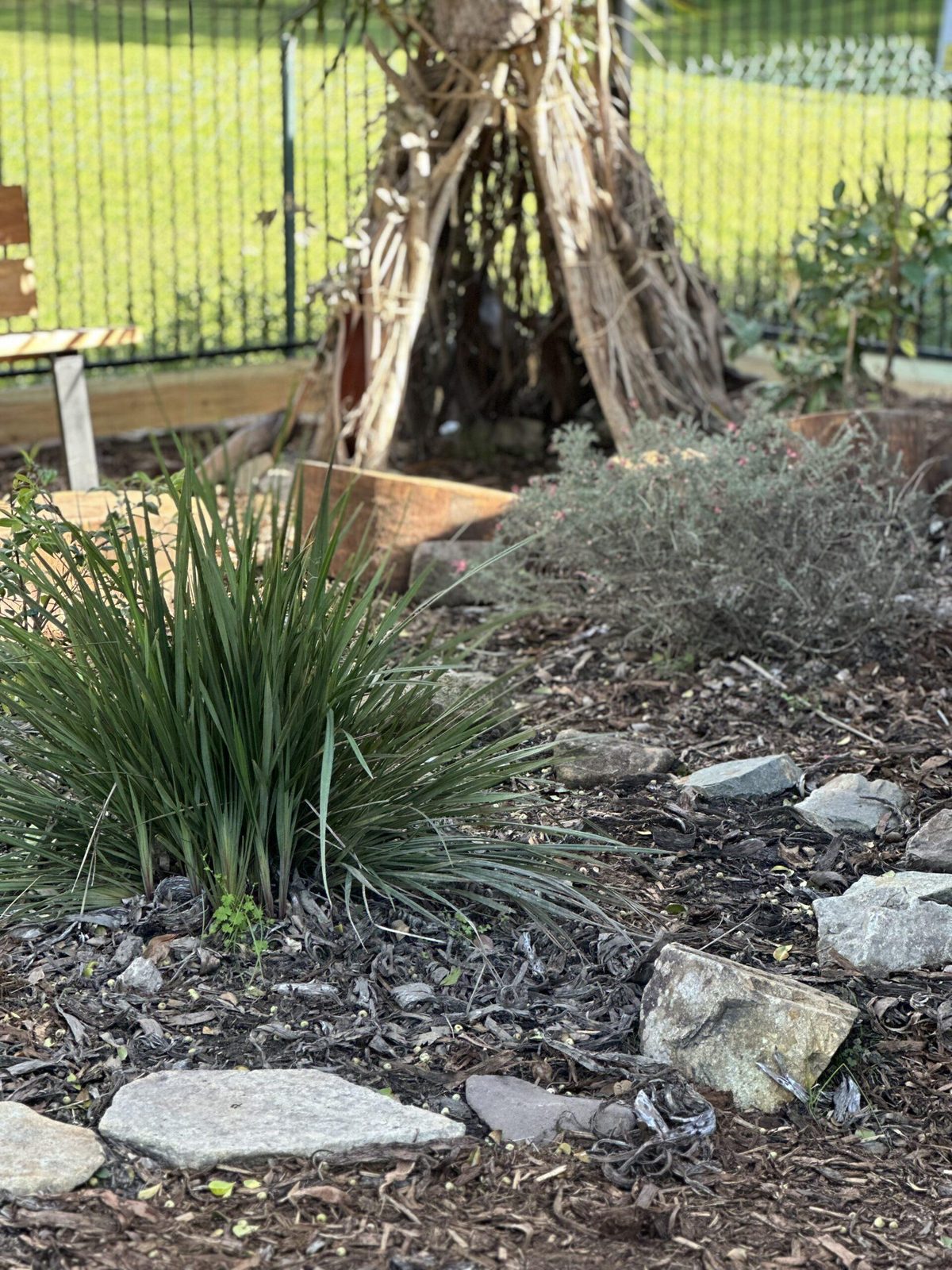 Native grasses and mulch planting beside the play yard
