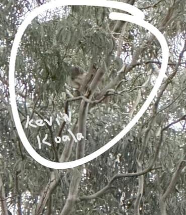 Gordon Koala back home in the bushland reserve