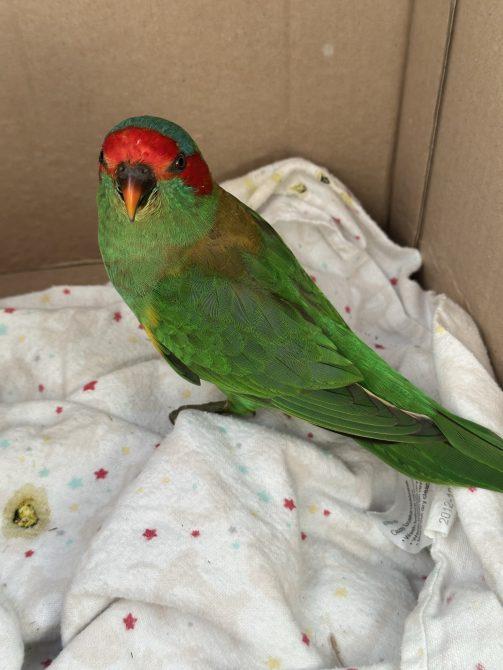 Rainbow lorikeet rescued by Green Earth Kids
